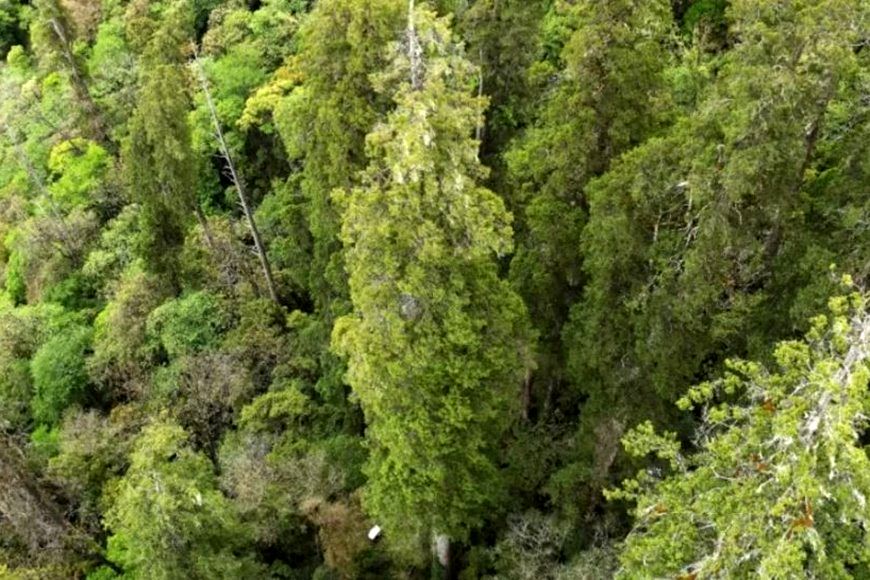 (تصاویر) کشف مرتفع‌ترین درخت آسیا در چین