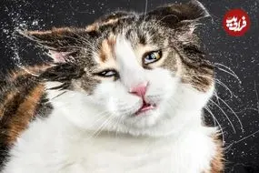 چرا گربه‌ها گاهی سرشان را خیلی سریع تکان می‌دهند؟