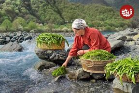 ببینید؛ غذای روستایی در آذربایجان؛ برداشت پیازچه وحشی از جنگل و تهیه سس با آن