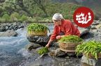 ببینید؛ غذای روستایی در آذربایجان؛ برداشت پیازچه وحشی از جنگل و تهیه سس با آن