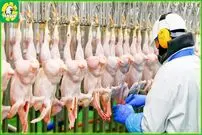 (ویدئو) فرآیند جالب پرورش، برش و بسته بندی میلیون ها مرغ و بوقلمون در کارخانه