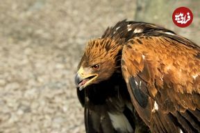 عقاب سرگردان در لواسان زنده‌گیری شد