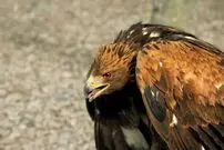 عقاب سرگردان در لواسان زنده‌گیری شد