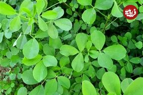 گیاهی که باورتان نمی‌شود ضد کلسترول و قند باشد