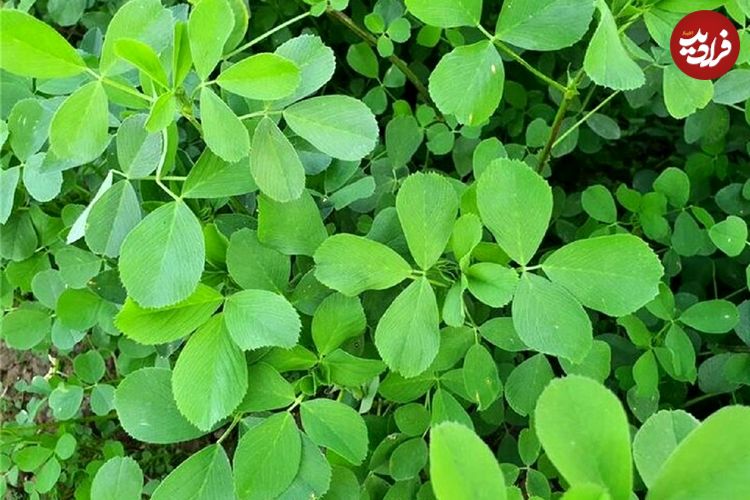 گیاهی که باورتان نمی‌شود ضد کلسترول و قند باشد