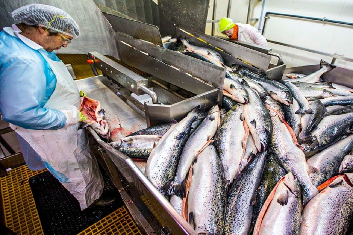 (ویدئو) عملیات پرورش ماهی آزاد در استخر دریایی؛ فرایند فرآوری ماهی قزل آلا در کارخانه