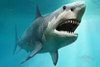 (ویدیو) حمله هولناک کوسه به هم نوع خود زیر آب