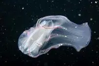 جانورانی قدیمی‌تر از دایناسورها که شبیه موجودات فضایی به نظر می‌رسند