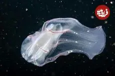 جانورانی قدیمی‌تر از دایناسورها که شبیه موجودات فضایی به نظر می‌رسند