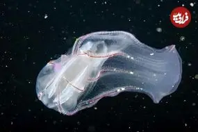 جانورانی قدیمی‌تر از دایناسورها که شبیه موجودات فضایی به نظر می‌رسند