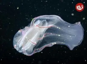 جانورانی قدیمی‌تر از دایناسورها که شبیه موجودات فضایی به نظر می‌رسند