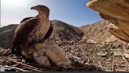 (ویدئو) شکار لحظه غذا دادن عقاب ارتفاعات زاگرس به جوجه‌هایش 