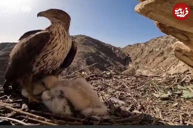 (ویدئو) شکار لحظه غذا دادن عقاب ارتفاعات زاگرس به جوجه‌هایش 