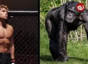 مبارزه انسان و شامپانزه با جایزه نیم میلیون دلاری؛ برنده کیست؟