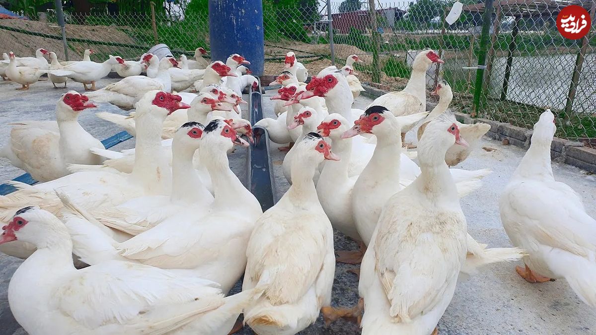 (ویدئو) ببینید این زن ویتنامی چگونه 3 هزار اردک مسکویی را پرورش می دهد