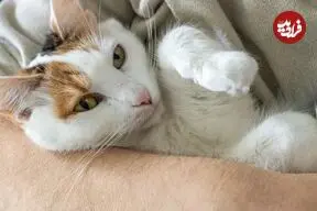 چرا گربه‌ها روی پاهایشان «حسگر» دارند؟