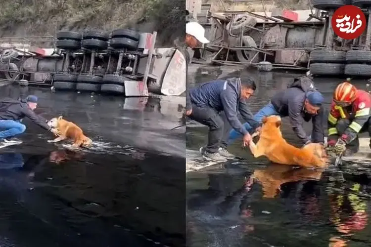 ببینید| نجات یک سگ گرفتار در قیر پس از واژگونی کامیون
