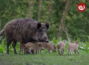 عکس| خانواده خوک ها؛ از بابیروسا تا زگیل دار!