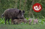 عکس| خانواده خوک ها؛ از بابیروسا تا زگیل دار!
