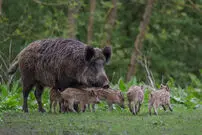 عکس| خانواده خوک ها؛ از بابیروسا تا زگیل دار!