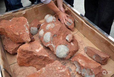 کشف تخم‌های دایناسور در هیوآن چین
