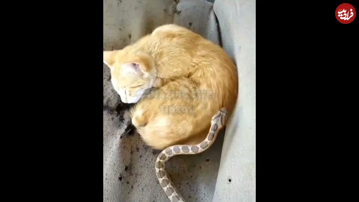 (ویدئو) مواجهه خنده دار گربه خواب‌ آلود با یک مار؛ گربه دو متر به هوا پرید