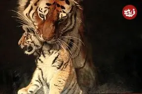 تصاویر؛ زیباترین «نقاشی‌های حیات وحش» در سال 2025 که برندۀ جایزه شدند