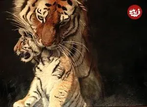 تصاویر؛ زیباترین «نقاشی‌های حیات وحش» در سال 2025 که برندۀ جایزه شدند