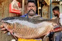 ببینید| برش زدن ماهرانه ماهی روهو توسط ماهی فروش هندی و در کنار خیابان