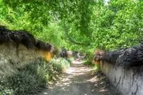 عکس؛ کار جالب و قابل تحسین باغ دار شیرازی