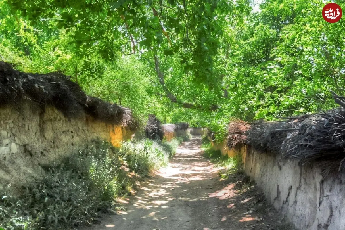 عکس؛ کار جالب و قابل تحسین باغ دار شیرازی