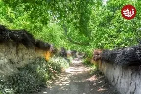 عکس؛ کار جالب و قابل تحسین باغ دار شیرازی