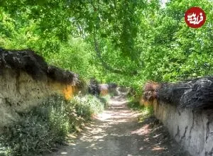 عکس؛ کار جالب و قابل تحسین باغ دار شیرازی