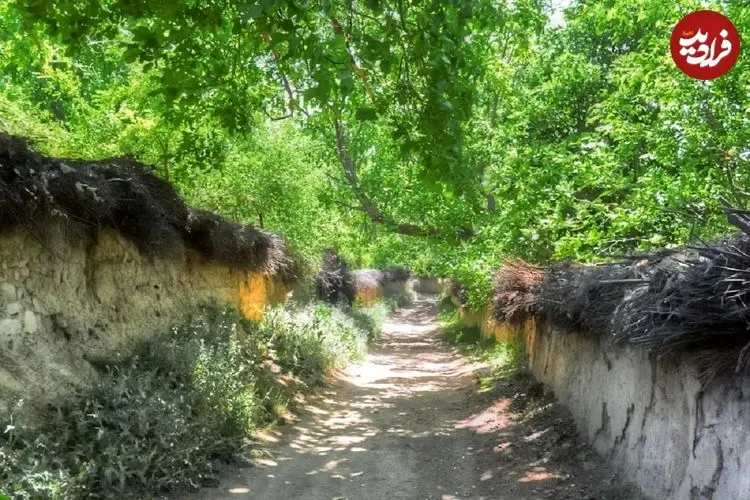 عکس؛ کار جالب و قابل تحسین باغ دار شیرازی