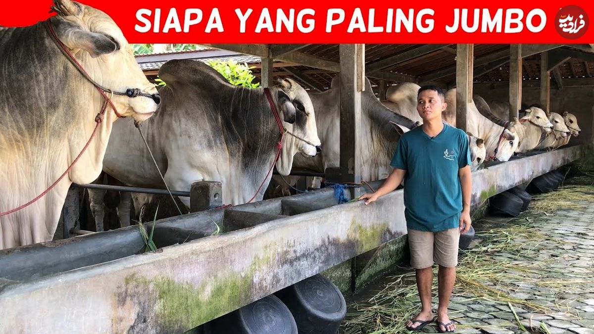 (ویدئو) پرورش یکی از خشمگین ترین و غول پیکرترین گاوهای جهان در این گاوداری اندونزیایی