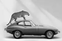 تصاویر؛ تبلیغات جگوار با جگوار!