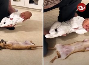 (ویدئو) سگ بامزه ای که پس از دیدن نوزاد تازه خانواده ادای او را درآورد!