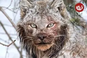 تصاویر| چهره ترسناک سیاه‌گوش بزرگ