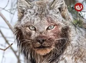 تصاویر| چهره ترسناک سیاه‌گوش بزرگ