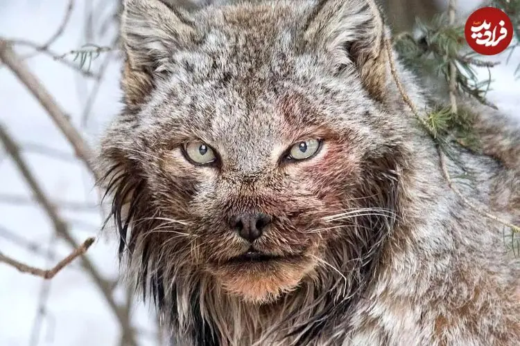 تصاویر| چهره ترسناک سیاه‌گوش بزرگ