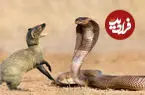 ببینید| نبرد دیدنی خدنگ با مار