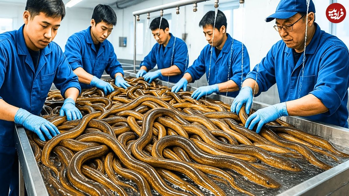 ببینید؛ نگاهی به مزارع وسیع پرورش مارماهی در ژاپن
