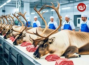 ببنیید| چگونه هزاران گوزن در قطب شمال پرورش داده و فرآوری میشوند؟