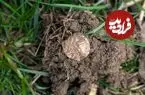 گنج سکه‌های طلایی بعد از 2 هزارسال از دل یک مزرعه بیرون آمد