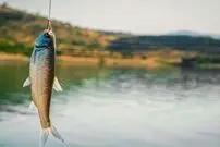 (ویدئو) امدادهای غیبی برای نجات ماهی؛ کلافگی یک ماهیگیر از ناکامی در شکار!