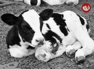 عکس| سفر در زمان؛ گاو تریاکی در سبزوار خبرساز شد! 