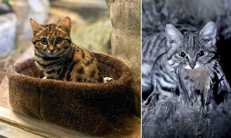 (ویدئو) گربه پاسیاه؛ عضو جدید بامزه باغ وحش که کُشنده ترین گربه جهان است
