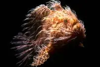 ببینید| یکی از زشت ترین ماهی های دنیا؛ قورباغه ماهی، شکارچی باهوش و حیله گر