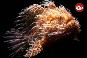 ببینید| یکی از زشت ترین ماهی های دنیا؛ قورباغه ماهی، شکارچی باهوش و حیله گر