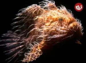 ببینید| یکی از زشت ترین ماهی های دنیا؛ قورباغه ماهی، شکارچی باهوش و حیله گر